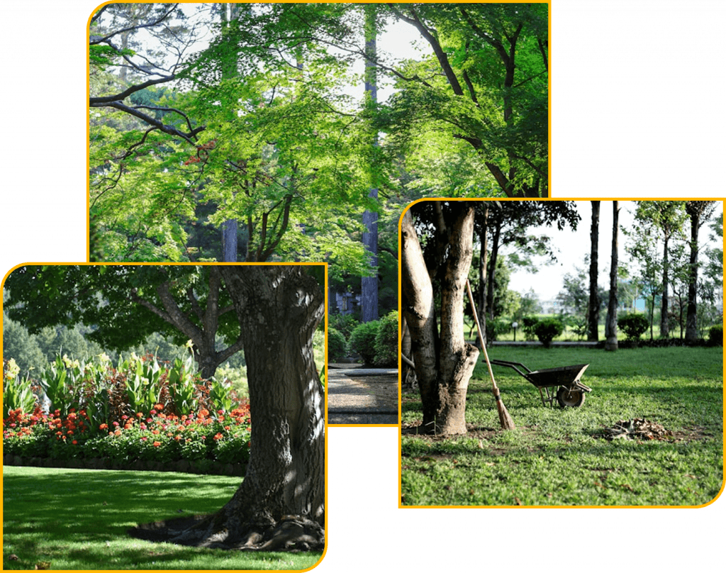 DCM Paysage - Jardinier sur Saint Amand